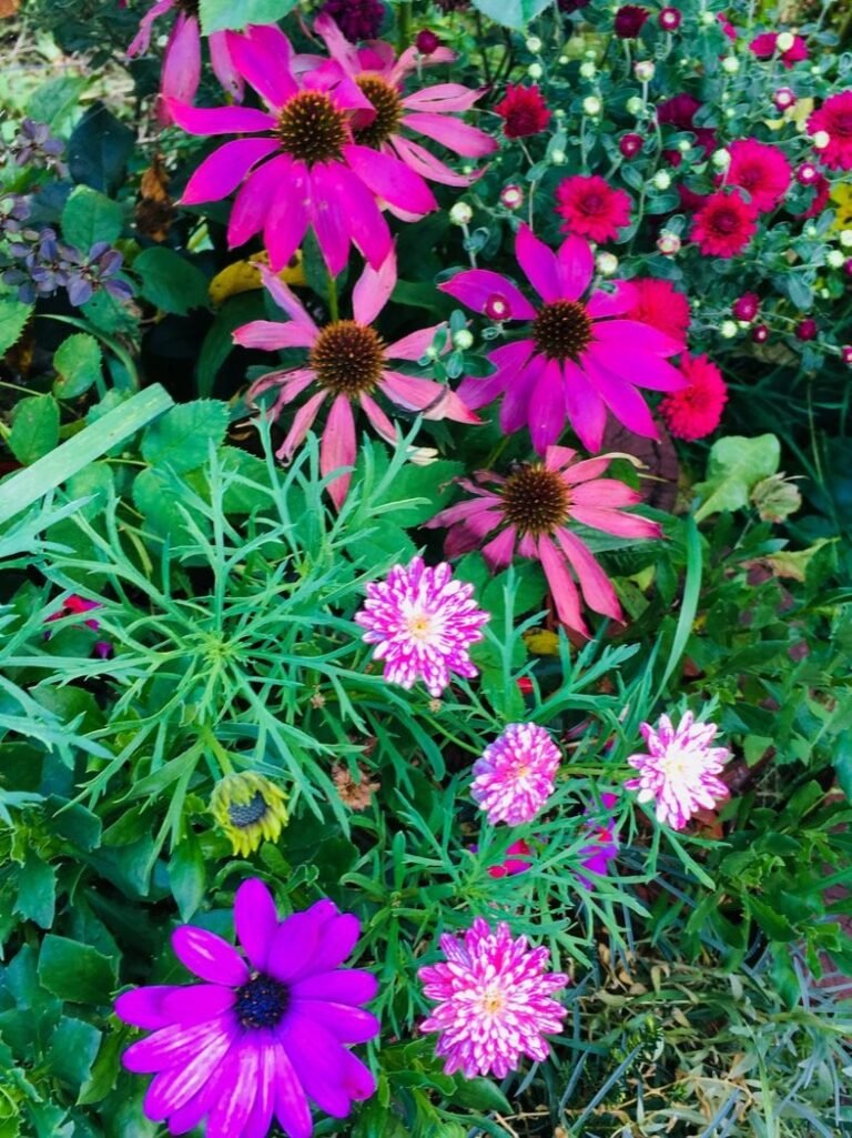 Pink echinacea and other September flowers in my garden in Bran, Romania