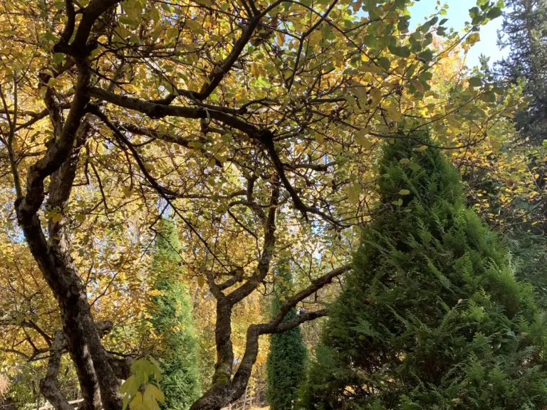 A tree with yellow leaves and conifers in the garden in Bran, Romania, in October