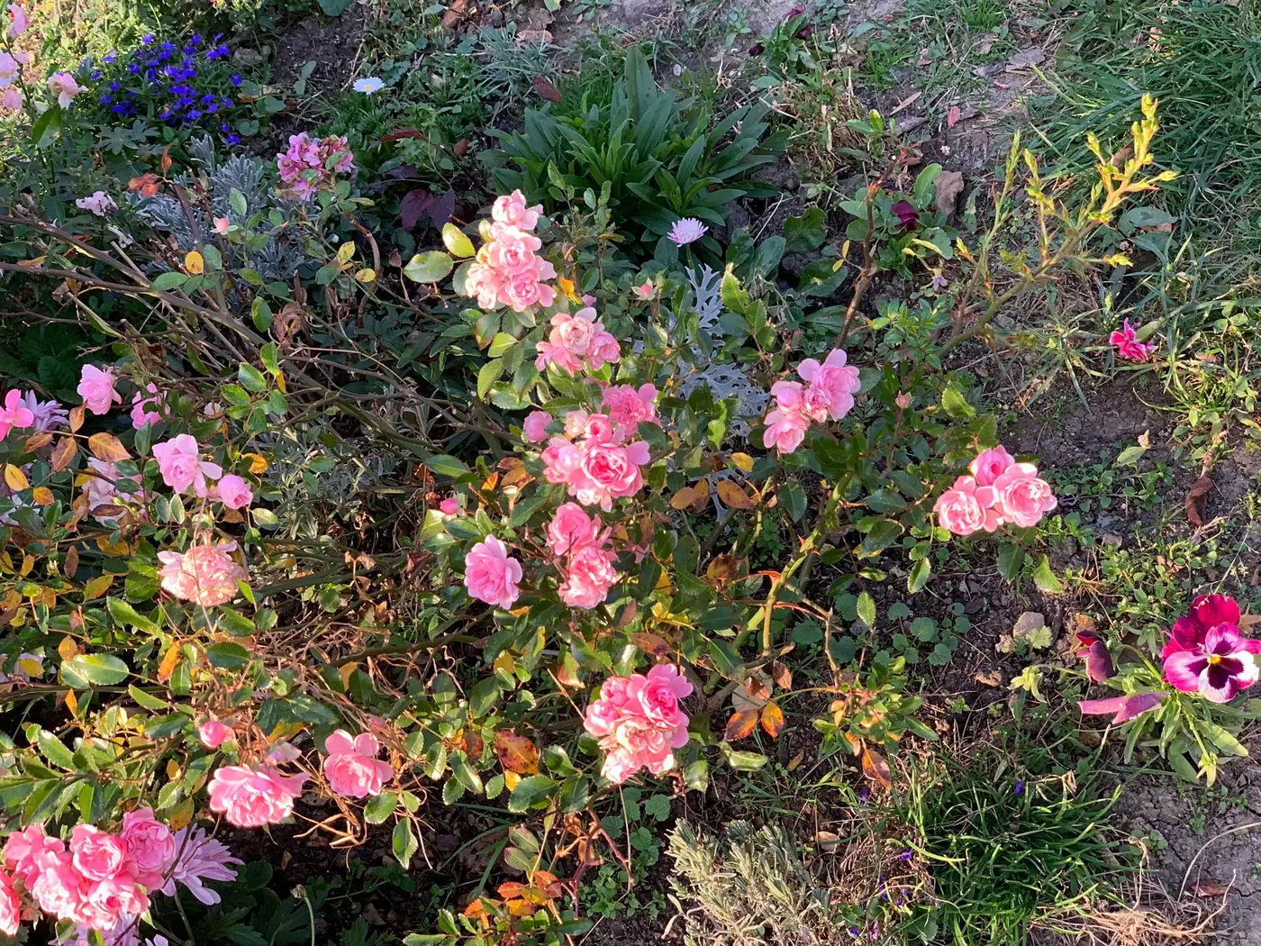 Small pink rose bushes in bloom next to pansies, blue lobelia and lavender, in the garden in Bran, Romania